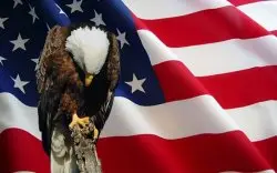 Memorial day Eagle