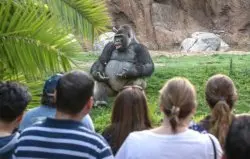 ted talk gorilla