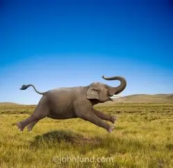 Elephants don't gallop