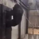 Monkey door meme GIF Template