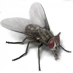 Scumbag House Fly