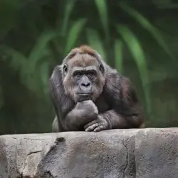 Thinking gorilla