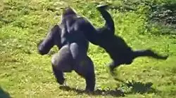 Gorilla flipping gorilla