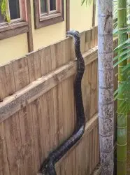 python looking over fence