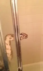 snakeshower