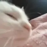 Bopping cat GIF Template