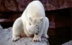 Horribly embarrassed polar bear