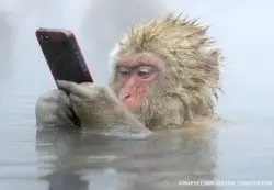 monkey mobile phone