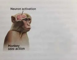 Monkey neuron activation