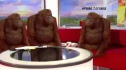 Monkeys on a couch