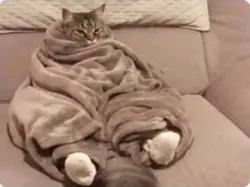 plans for the weekend