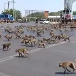 Monkey run GIF Template