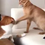 cat hitting head GIF Template