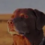 dog accepting fate GIF Template