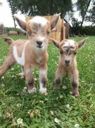Baby Goat Mondays
