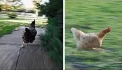 running chicken