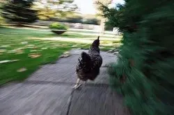 Chicken Running