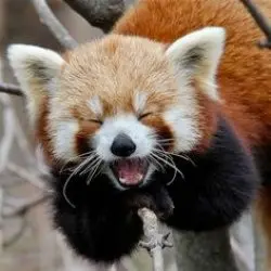 Rofl Red Panda