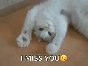A White Cat Is Laying On Its Back On A Wooden Floor And Says `` I Miss You '' .