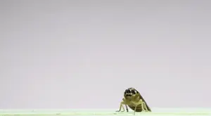 Three Pictures Of A Bug With A Green Leaf On Its Head