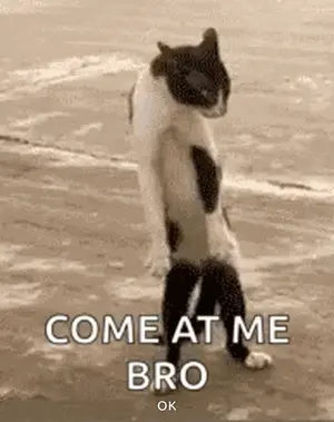A Cat Is Standing On Its Hind Legs On The Beach And Says `` Come At Me Bro Ok '' .