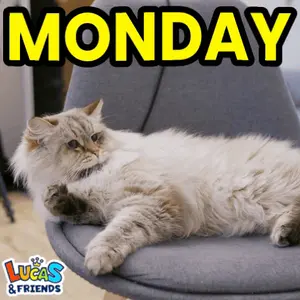 A Cat Is Laying On A Chair With The Words Monday Written Above It