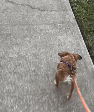 A Dog On A Leash Walking On A Sidewalk