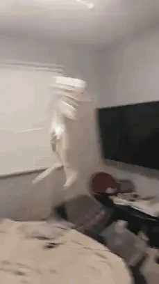 A White Dog Is Jumping In The Air In A Bedroom .