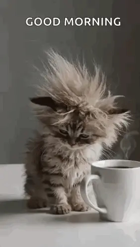 A Fluffy Kitten Sitting Next To A Cup Of Coffee On A Table .