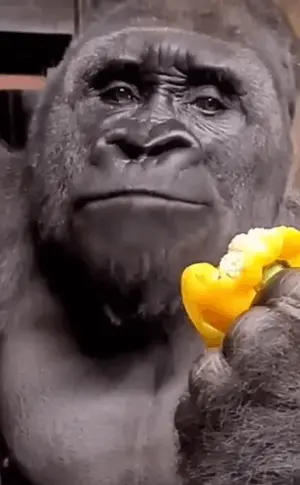 A Gorilla Is Holding A Yellow Pepper In Its Hand And Eating It .
