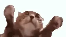 A Close Up Of A Cat With Its Paws In The Air .