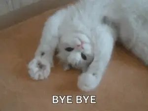 A White Cat Is Laying On Its Back On A Wooden Floor And Saying `` Bye Bye '' .