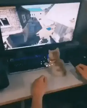 A Person Is Playing A Video Game On A Computer While A Cat Sits On A Desk .