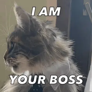 A Cat Wearing A Tie With The Words I Am Your Boss Above It