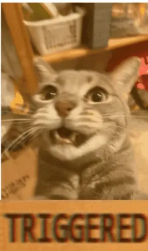 A Picture Of A Cat With The Word Triggered In The Corner