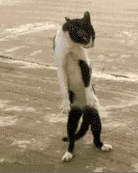 A Black And White Cat Standing On Its Hind Legs On The Beach