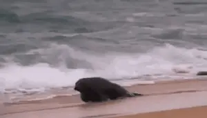 A Seal Is Walking On The Beach Near The Ocean .