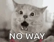A Cat With Its Mouth Open And The Words `` No Way '' Written On It .