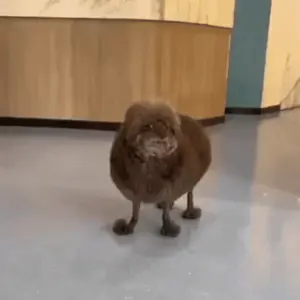 A Sheep Is Standing On Its Hind Legs On A Blue Floor .