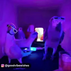 A Group Of Birds Wearing Sunglasses Are Dancing In A Room .