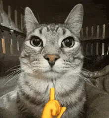 A Cat With A Yellow Finger Pointing Up At The Camera