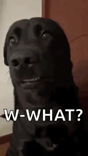 A Black Dog Is Making A Funny Face With The Words `` W-What ? '' Written On It .