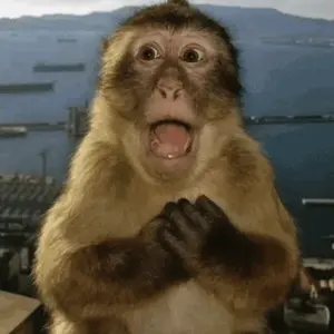 A Close Up Of A Monkey 'S Face With Its Mouth Open