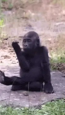 A Gorilla Is Sitting On The Ground With Its Paw Up