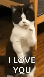 A Black And White Cat Is Sitting On Its Hind Legs With Its Paws Up And Says `` I Love You '' .