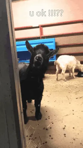 A Picture Of A Goat With The Caption U Ok