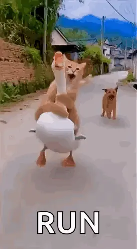 A Cat Is Riding On The Back Of A Duck On A Street .