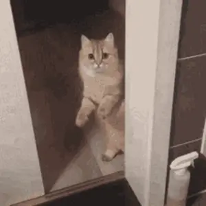 A Cat Is Standing On Its Hind Legs In Front Of A Door .