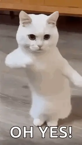 A White Cat Is Standing On Its Hind Legs And Making A Funny Face .