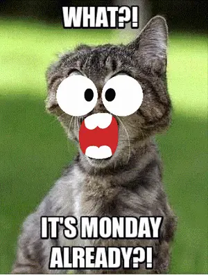 A Cat With Big Eyes And A Red Mouth Says " What ? " And " It 'S Monday Already "